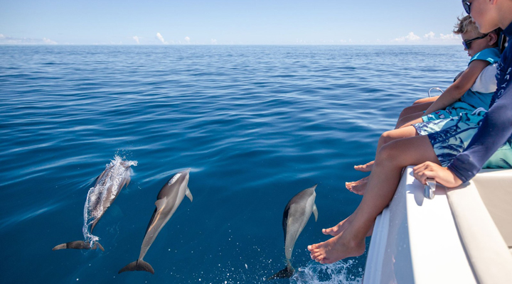 Alphonse-Delfin-Delfiner-Seychellerna-Seychelles