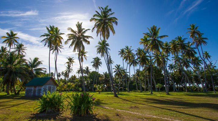 Alphonse-Island-Resort-Palm-Palms-Coconuttrees