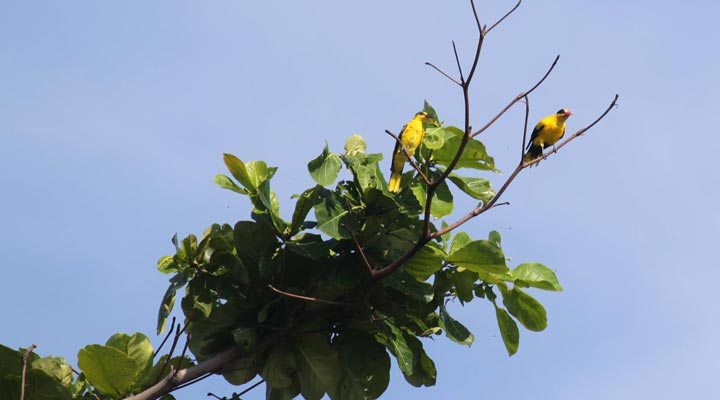 Amanpulo-Birds-2