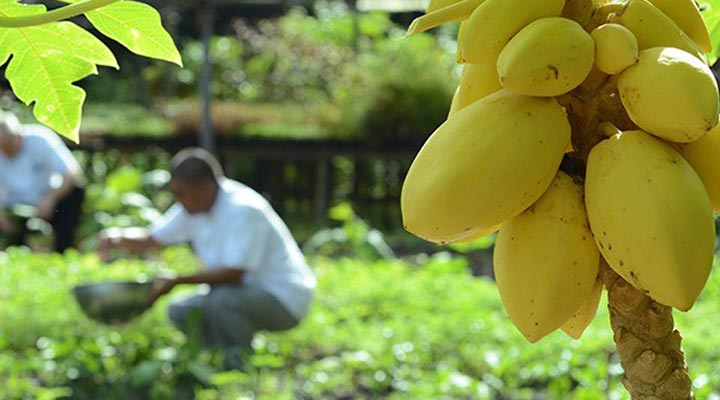 Amanpulo-Garden