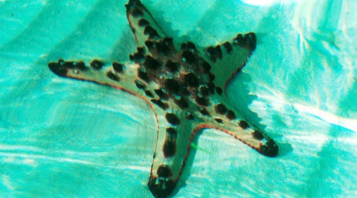 Amanpulo-Seastar