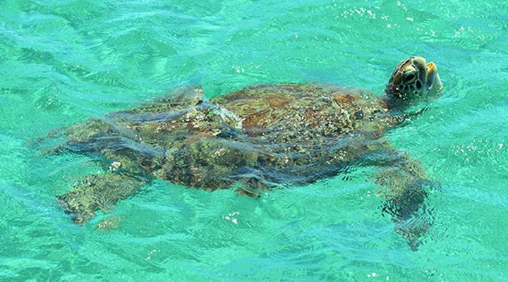 Amanpulo-Turtle