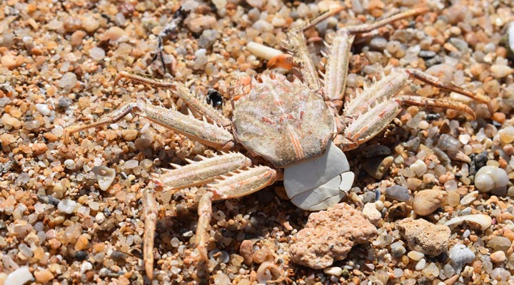 Amari-Galle-Beach-Strand-Crab-Krabba-Crabs-Krabbor-Sri-Lanka