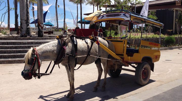 Aston-Sunset-Gili-Horse