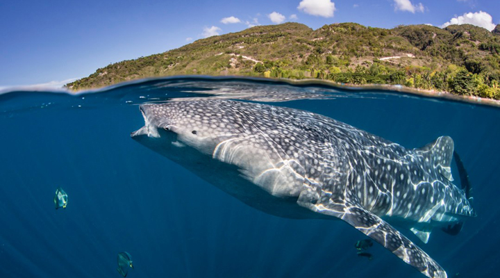 Atmosphere-Resort-MNL-Whaleshark-Valhaj