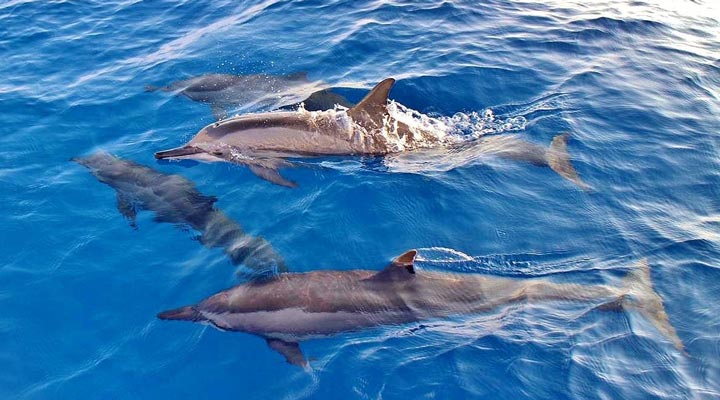 Bandos-Centara-Dolphins-Maldives-Maldiverna