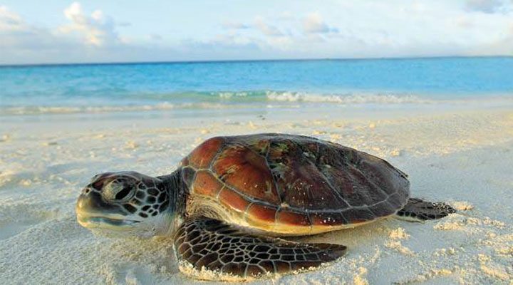 Banyan-Tree-Turtle