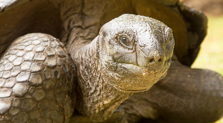 Banyan-Tree-Turtles