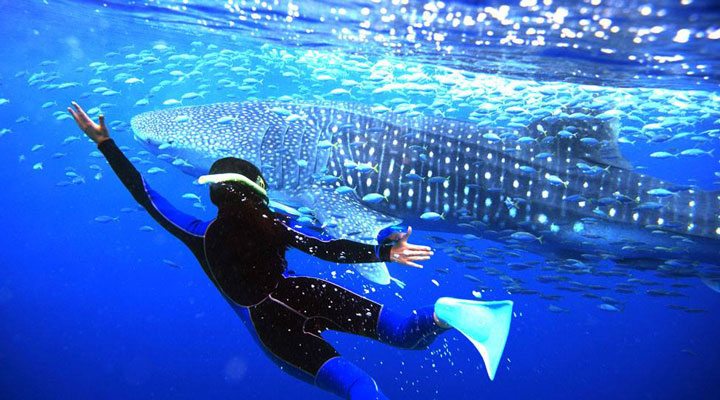 Banyan-Tree-Whaleshark