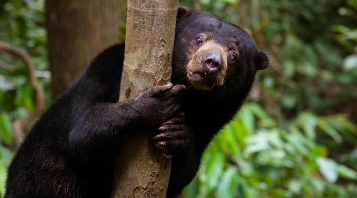 Bear-Borneo-Sandakan-Sukau-Sepilok-Malaysian-Borneo