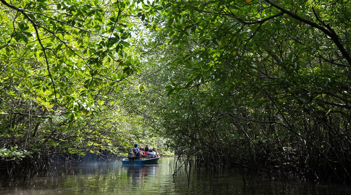 Bintan-Mangrove