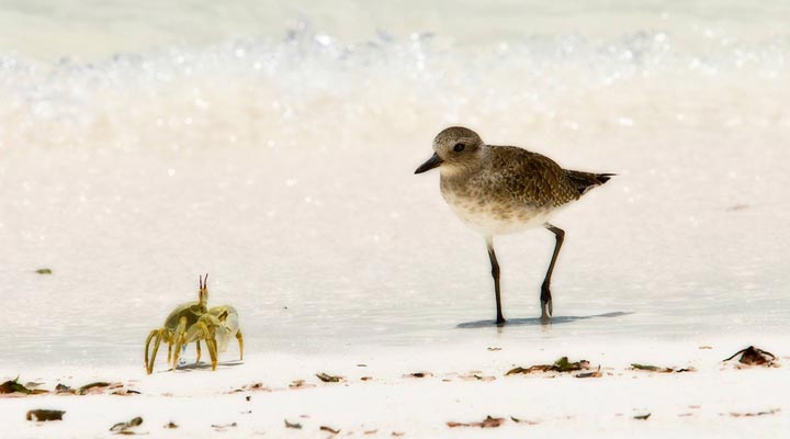 Bird-Island-Lodge-Bird-Crab-Krabba