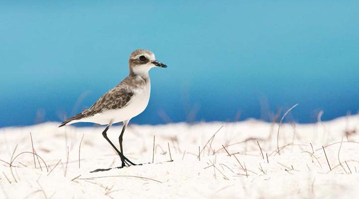 Bird-Island-Lodge-Bird-Fagel-Beach-Strand