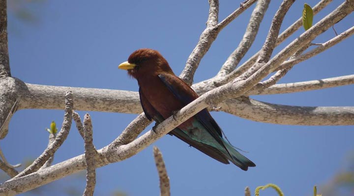 Bird-Island-Lodge-Birds-Biird-Fagel-Tree-Trad