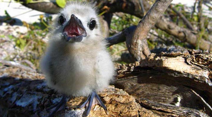 Bird-Island-Lodge-Birds-Bird-Fagel-Beach-Strand