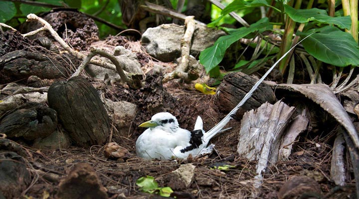 Bird-Island-Lodge-Resort-Spa-Hotel-Hotell-Bird-Birds-Faglar