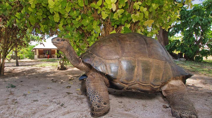 Bird-Island-Lodge-Resort-Spa-Turtle-Turtles-Skoldpadda