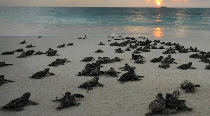 Bird-Island-Lodge-Seaturtles-Nest-babyturtles