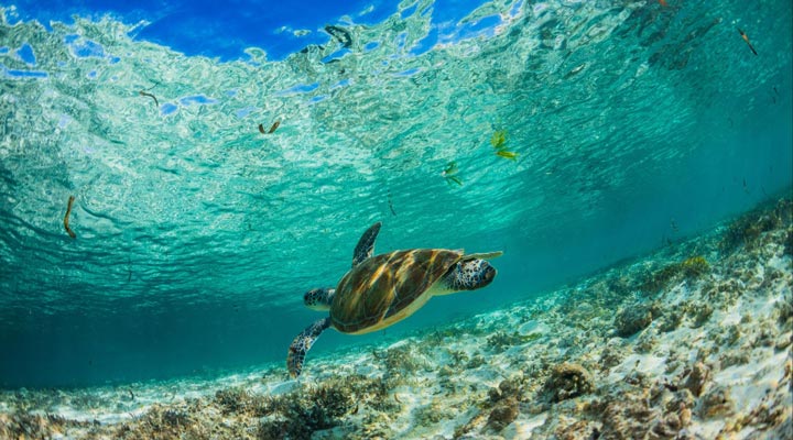 Bird-Island-Lodge-Snorkeling-Turtle-Reef-Sea-Hav-Ocean