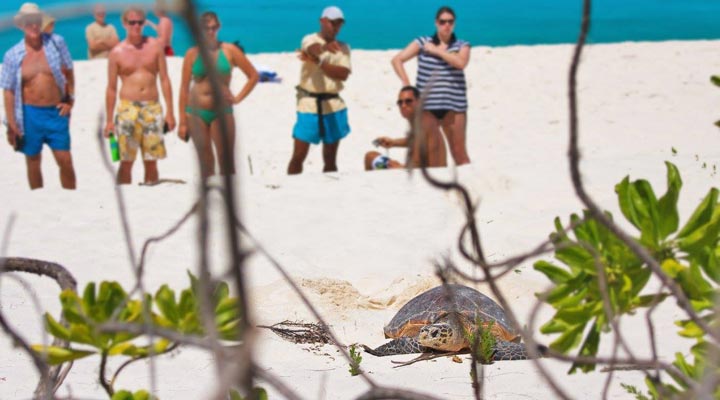 Bird-Island-Lodge-Spa-Turtle