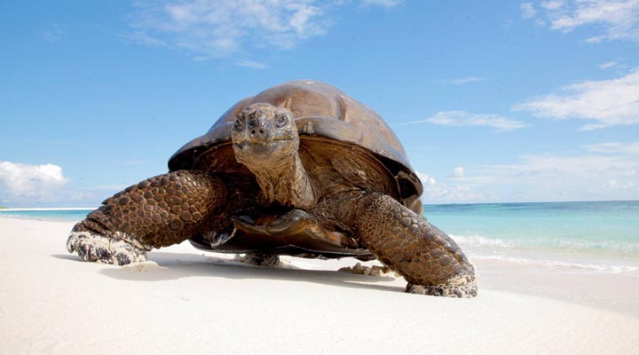 Bird-Island-Lodge-Turtle-Giant-Aldabra-Tortoise-Skoldpadda