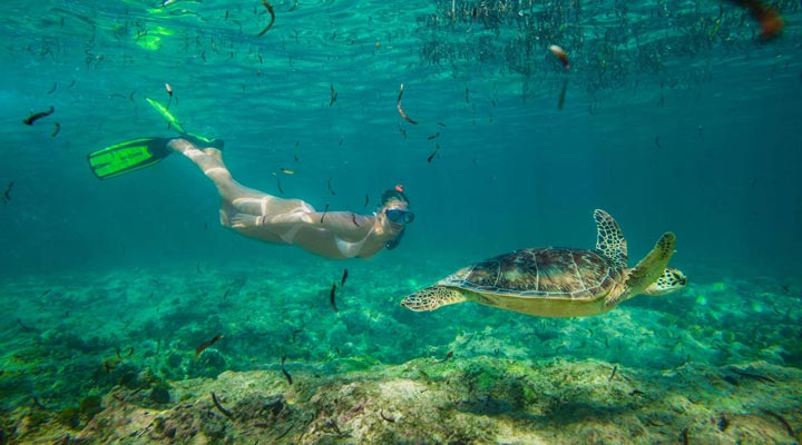 Bird-Island-Lodge-Turtle-Snorkling-Snorkeling-Reef-Rev