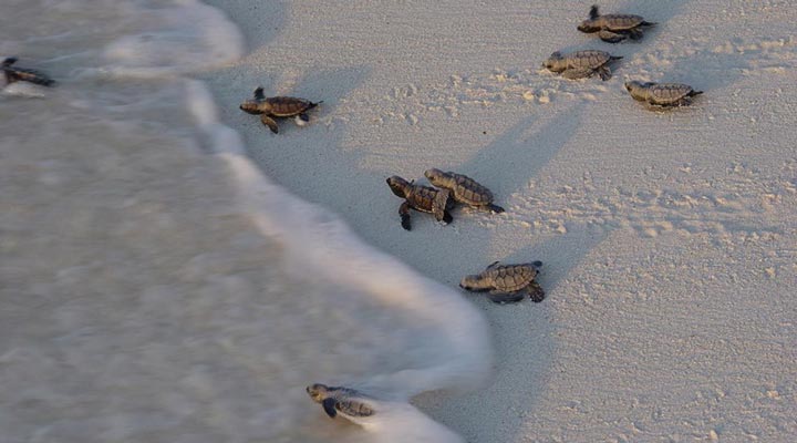 Bird-Island-Lodge-Turtle-Turtles-Seaturtle