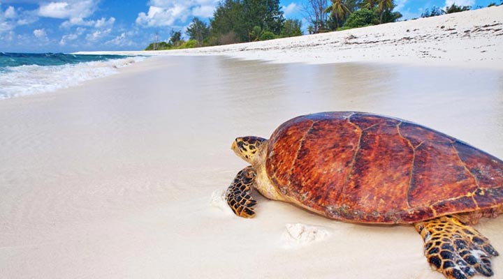 Bird-Island-Lodge-Turtles-Turtle-Sand-Strand-Beaches