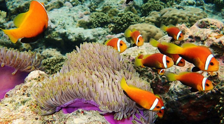 Biyadhoo-Fish-Maldives-Maldiverna