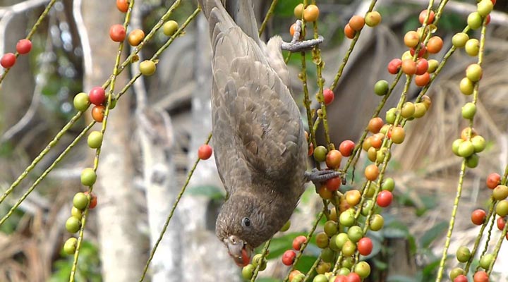 Black-Parrot-Praslin-Valle-de-Mai-Djungle-Seychelles-Seychellerna