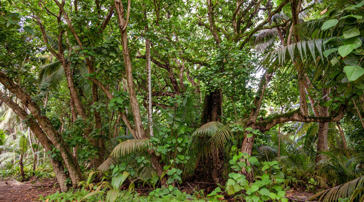 Blue-Safari-Seychelles-Alphonse-Island-Bush-Djungel-Jungle-2