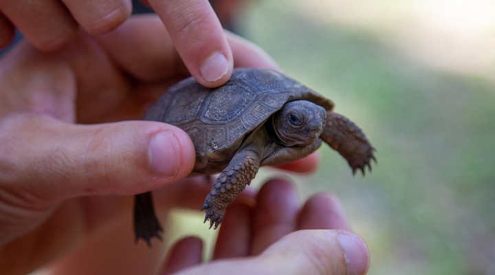 Blue-Safari-Seychelles-Seychellerna-Turtle-Giantortoise-1