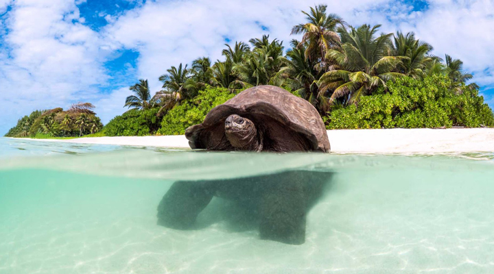 Blue-Safari-Seychelles-Turtle-Tortoise-Ocean-Hav-Sea