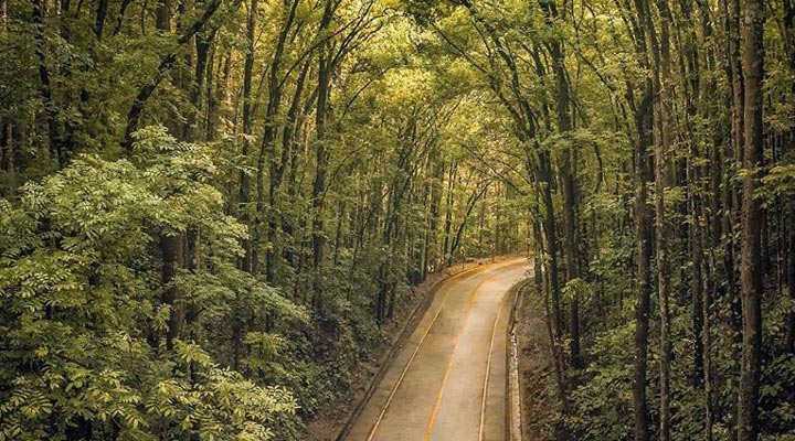 Bohol-Forest-Skog-Djungel-Jungle-Road-Vag