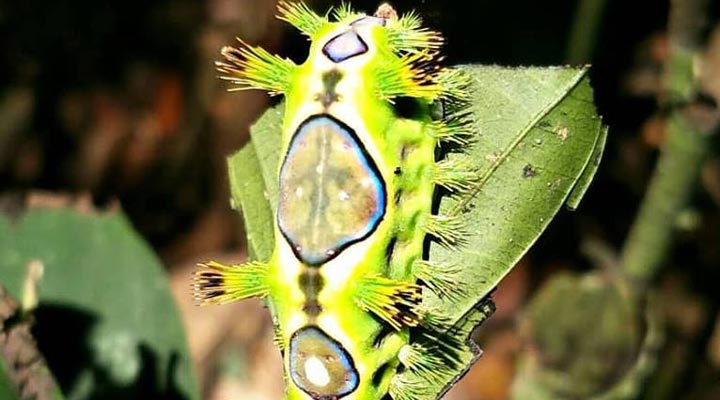 Borneo-Eco-Tours-Insect-Insekt-Leaf-Lov-Djungle-Jungle-Djungel