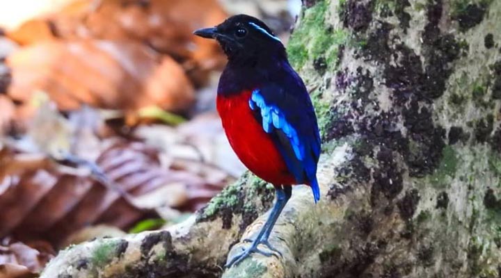 Borneo-Eco-Tours-Sepilok-Bird-Fagel-Nature-Natur-Jungle-Djungel-Malaysianborneo