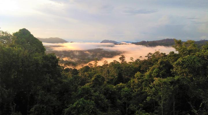 Borneo-Malaysia-Rainforest-Forest-Skog-Regnskog