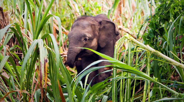 Borneo-Pygme-Pygmy-Elefant-Elefanter-Pygmeelefant