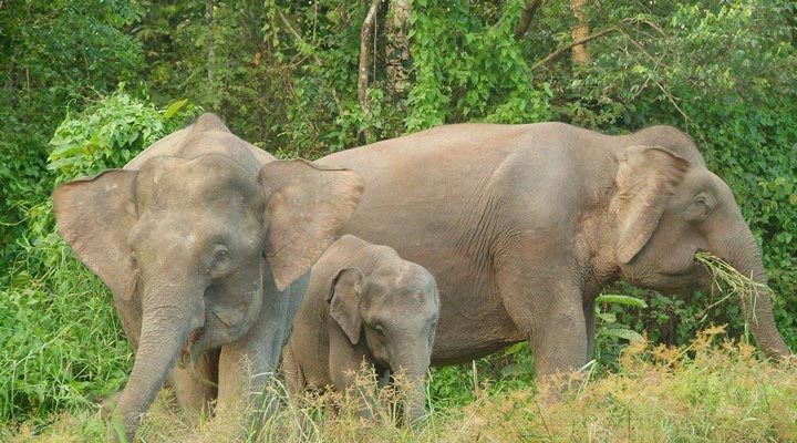 Borneo-Sukau-Rainforest-Lodge-Sepilok-Sandakan-Elephant-Danum-Valley