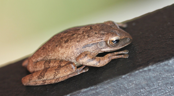 Bubu-Long-Beach-Resort-Frog-Groda-Perhentian