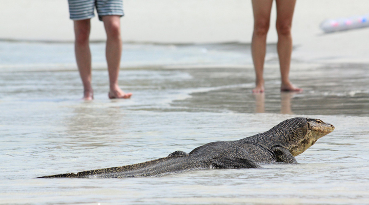 Bubu-Long-Beach-Resort-Lizard-Varan