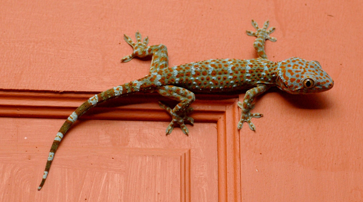 Bubu-Long-Beach-Resort-Perhentian-Lizard