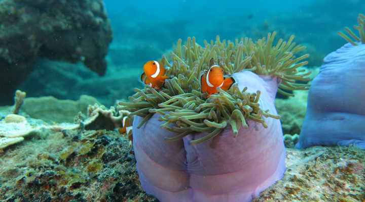 Bubu-Long-Beach-Resort-Perhentian-Nemo-Fish-Fisk