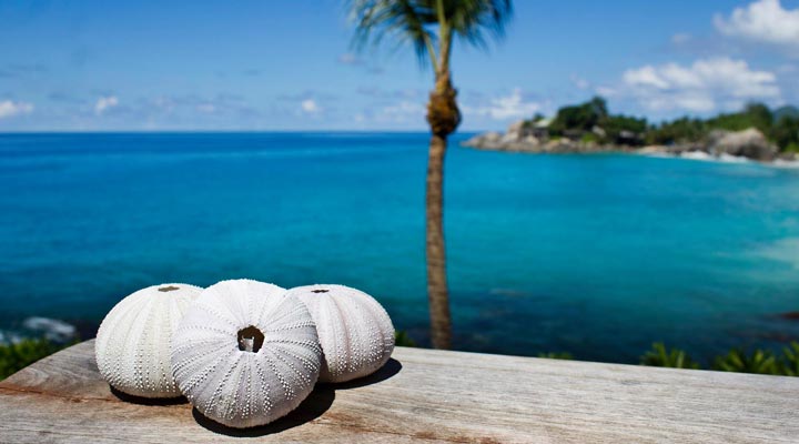 Carana-Beach-Shells