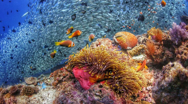 Carpe-Diem-Beach-Resort-Spa-Housereef-Husrev-Rev-Reef-Snorkeling-Snorkling-Dyka-Dyk-Diving-Dive