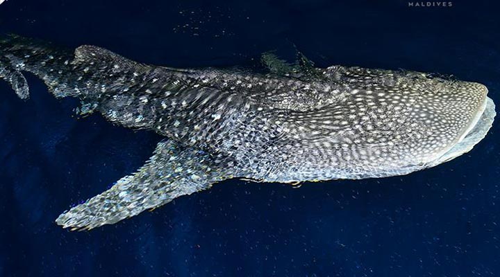 Carpe-Diem-Beach-Resort-Spa-Whaleshark-Valhaj