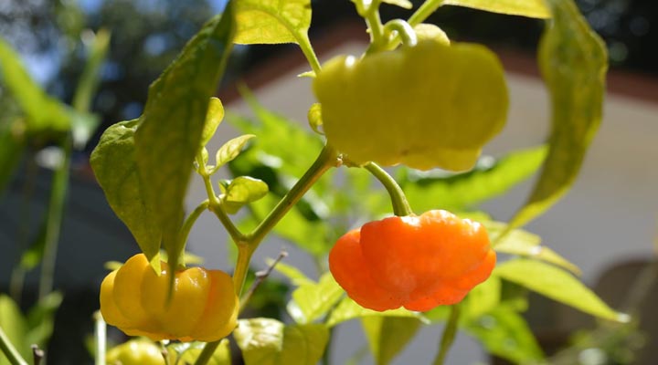 Chalet-D-Anse-Forbans-Fruit-Frukt