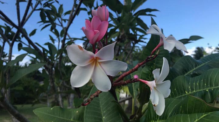 Chalet-D-Anse-Forbans-Hotel-Self-Catering-Flower-Blomma-Magnolia