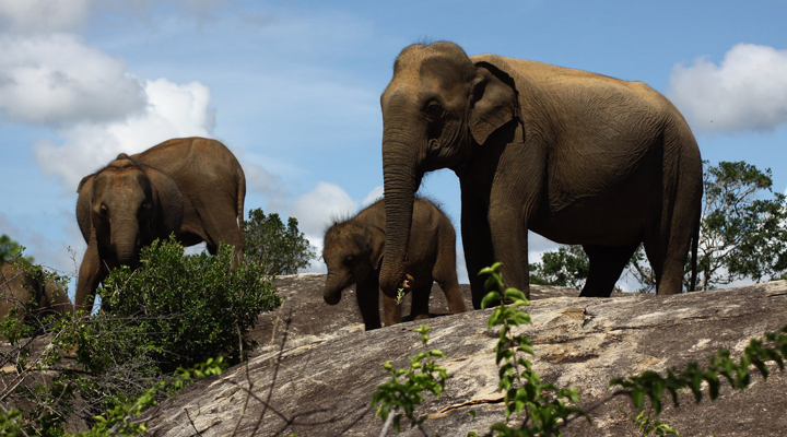 Cinnamon-Wild-Hotel-Yala-Safari-Elephant-Elephants-Elefant-Elefanter