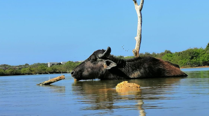 Cinnamon-Wild-Yala-Buffel-Vattenbuffel-Lake-Water-Vatten